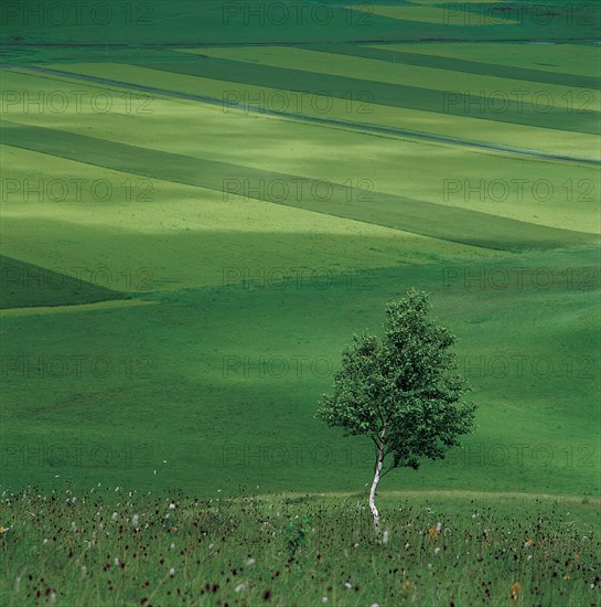 Meadow landscape, China