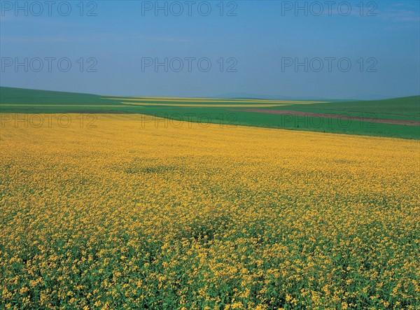 Cole Flower field, China