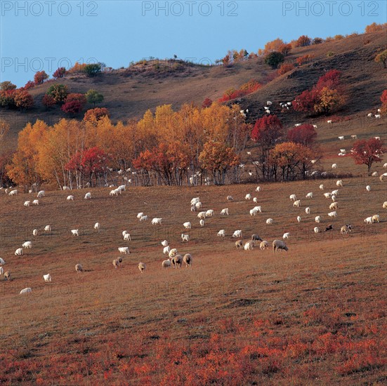 Sheep herd, Hebei Province, China