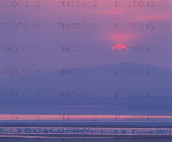 Swan Lake, Chengshanjiao, Shandong province, China