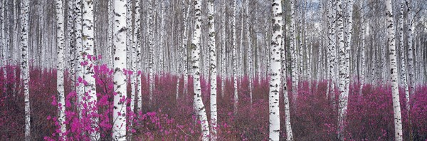 Forêt de bouleaux, comté de l'Elunchun, Chine