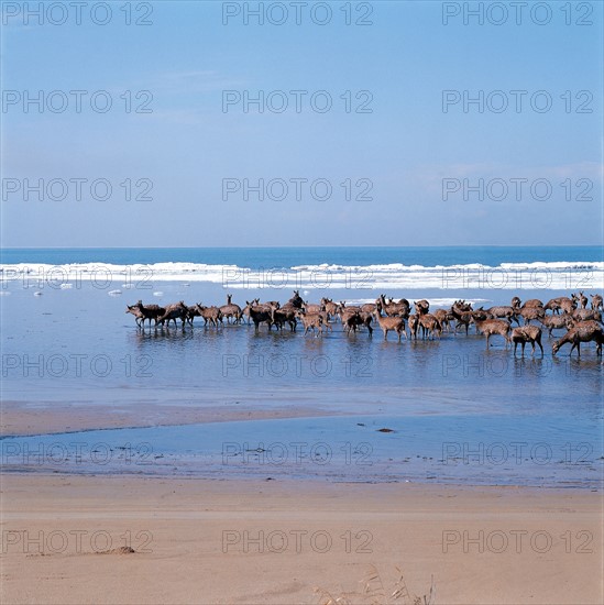 Troupeau de cerfs, nord-est de la Chine