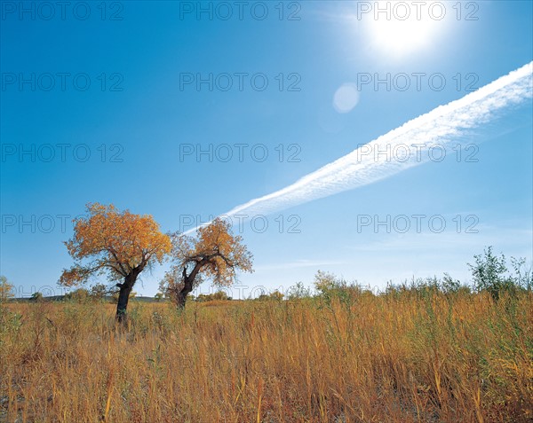 Diversiform-leaved Poplars, Xinjiang Province, China