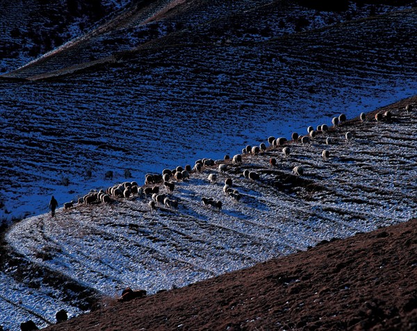 Nalati Grassland, Xinjiang Province, China