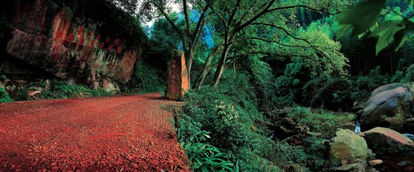 Fougère arborescente, Chishui, province du Guizhou, Chine