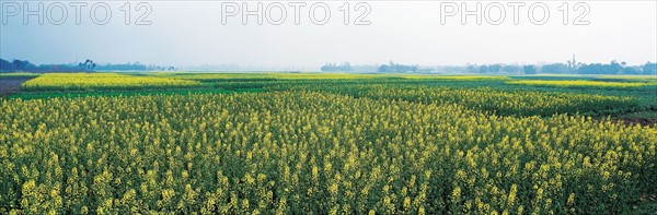Meadow Landscape, Sichuan Province, China