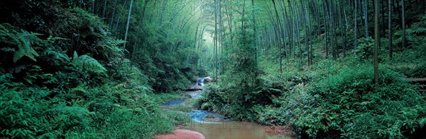 Bamboo Sea, Sichuan Province, China