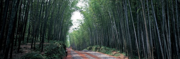 Bamboo Sea, Sichuan Province, China
