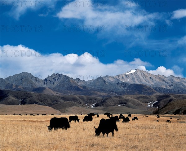 Kangding, Sichuan Province, China