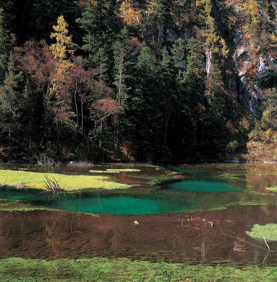 Forest, China