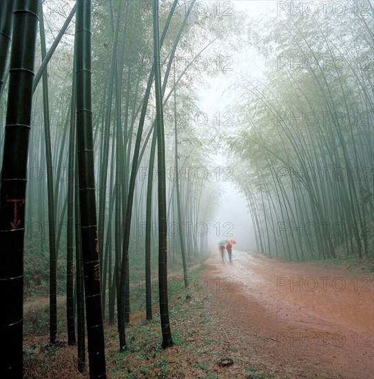 Forêt, Chine