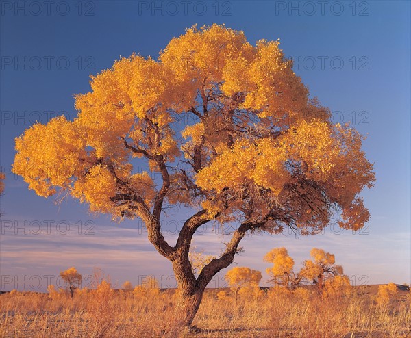 Arbre, Chine