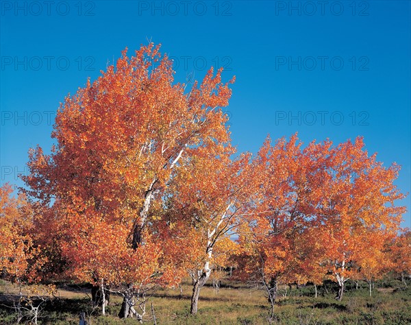 Arbres en automne, Chine