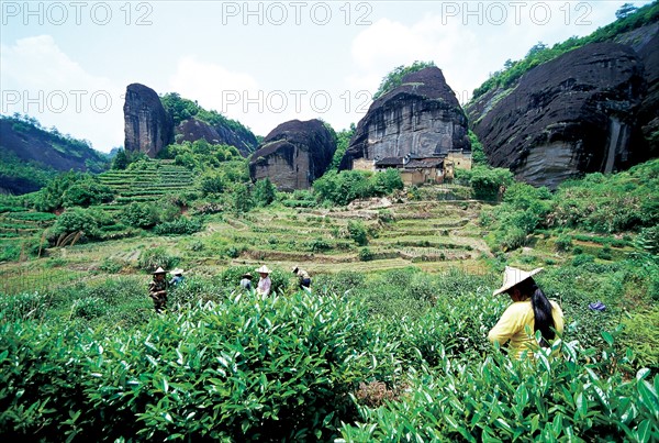 Les Monts Wuyi, Chine