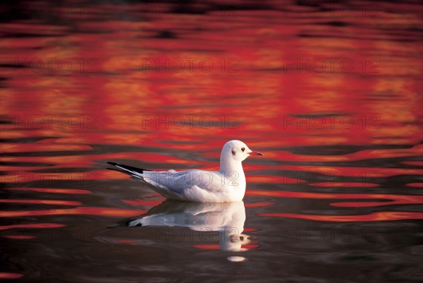 Water fowl, China