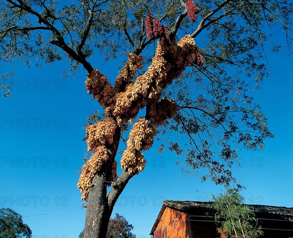 Corn, China