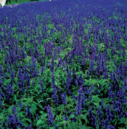 Plantes, Chine