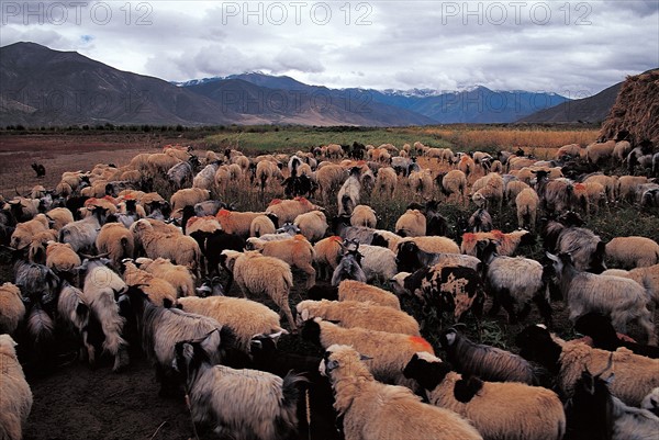 Sheep, herd, China