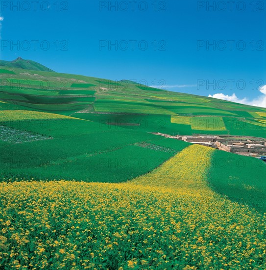 Champs de verdure, Chine