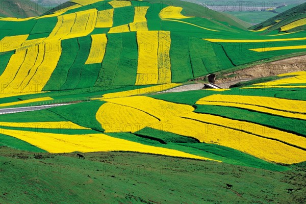 Champs de choux près du mont Wushaoling, Gansu