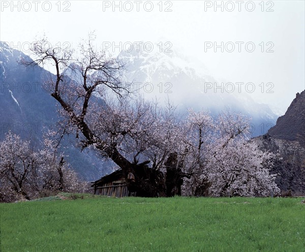 A peach tree in full blossom in Chayu, Tibet, China