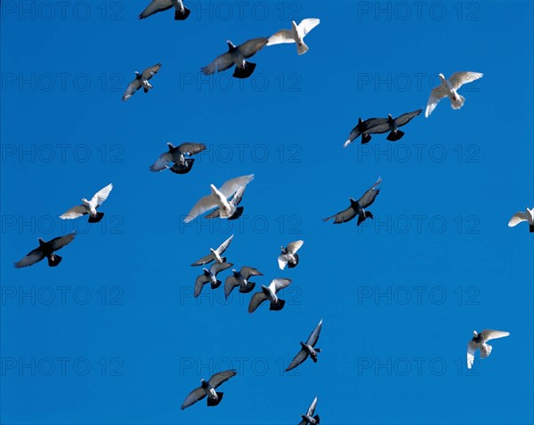 A flock of flying doves