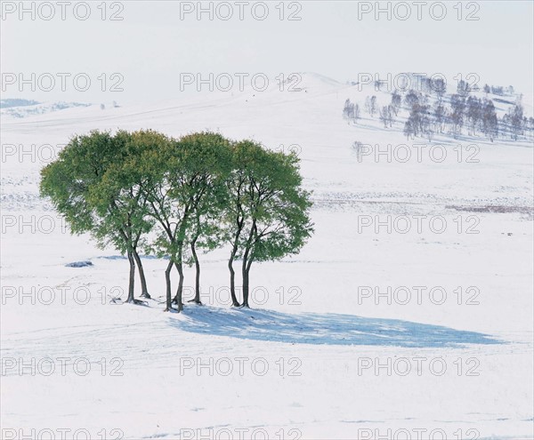 Snowscape of Bashang Glassland, Hebei, China