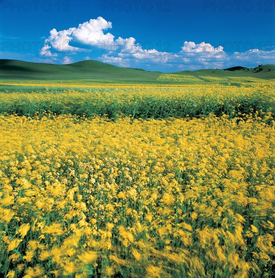 Cole field of Bashang Grassland, Hebei, China