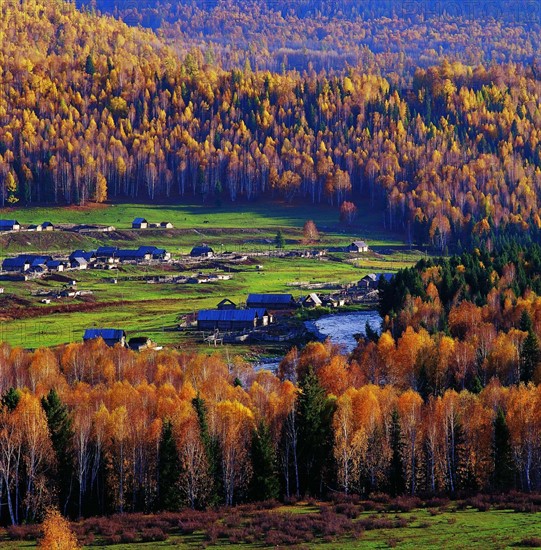 The birch forest in Sinkiang,China