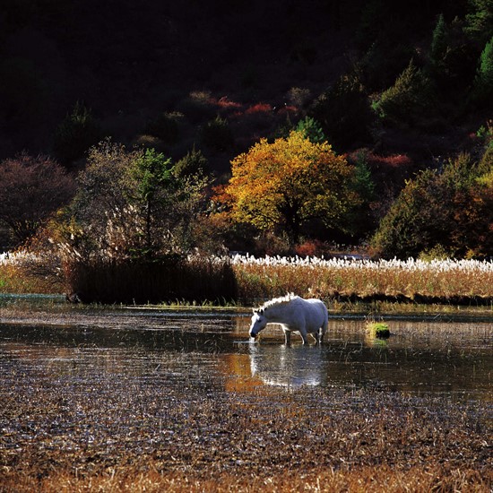 The landscape of Jiuzhaigou,Sichuan Province,China