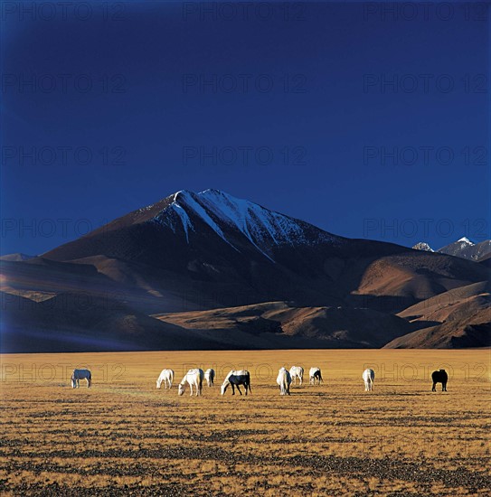 The landscape of a meadow,Tibet,China