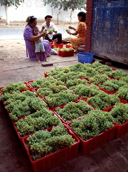 Grape harvest in Turpan,Xinjiang,China