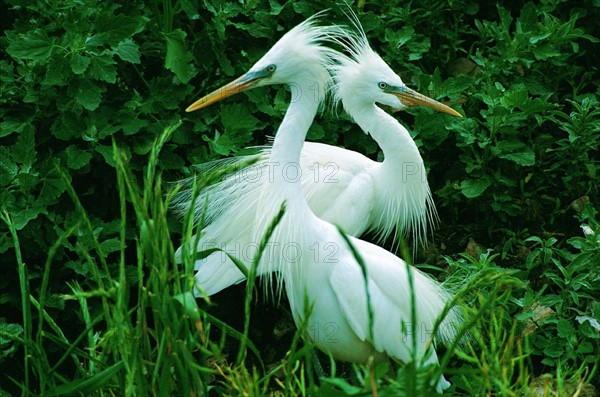 Chinese Egret,Shandong Province,China