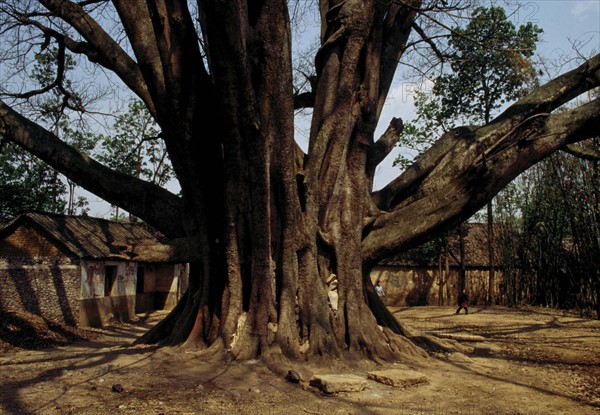 A very old tree in China