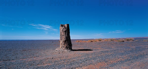 Fossil wood in Junggar Basin of Qitai,Xinjiang,China