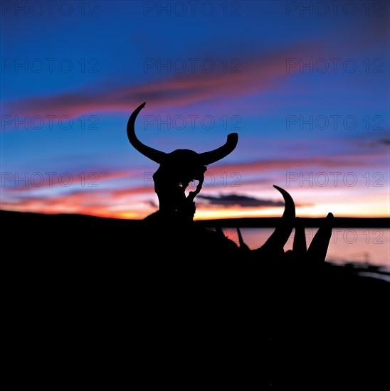 Horns on the lake bank of Mapam Yumco, Tibet,China