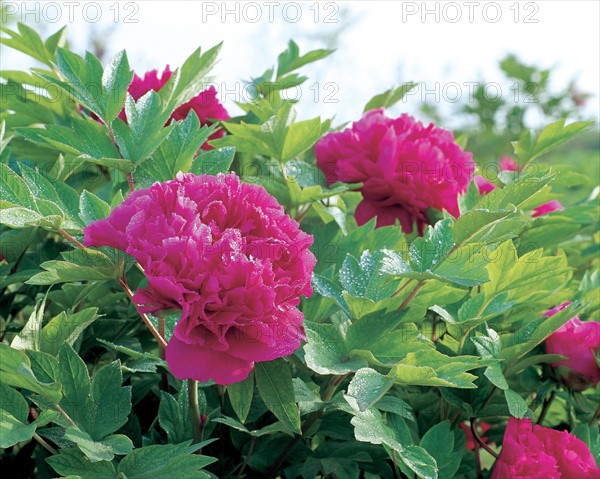 Peony flower in Luoyang,China