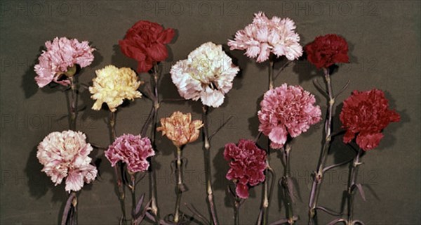 Anonymous, Carnations