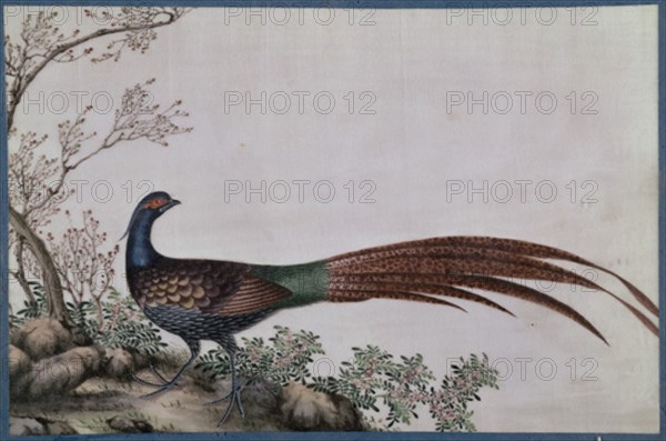 Peinture chinoise sur papier de riz : faisan