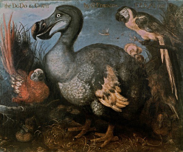 Edwards, Oiseau dodo originaire de  l'île Maurice