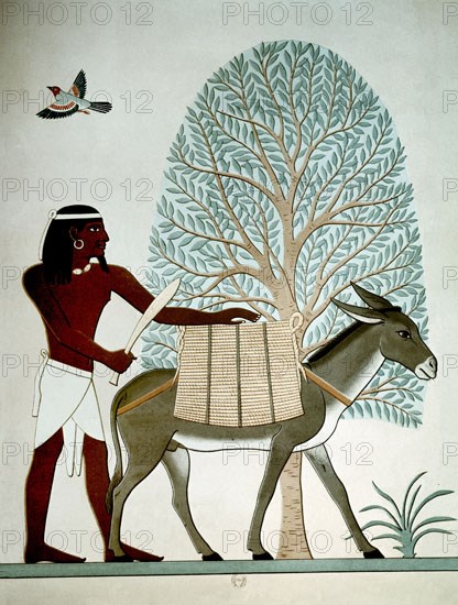 Egyptien avec un âne