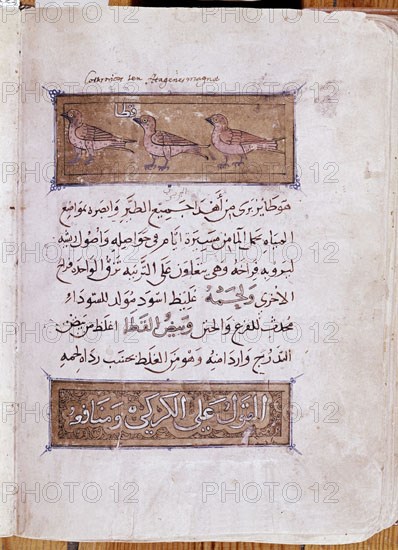 IBN AL-DURAYHIM MAWS
MANUSCRITO ARABE DE HISTORIA NATURAL-S XIV
SAN LORENZO DEL ESCORIAL, MONASTERIO-BIBLIOTECA
MADRID
This image is not downloadable. Contact us for the high res.