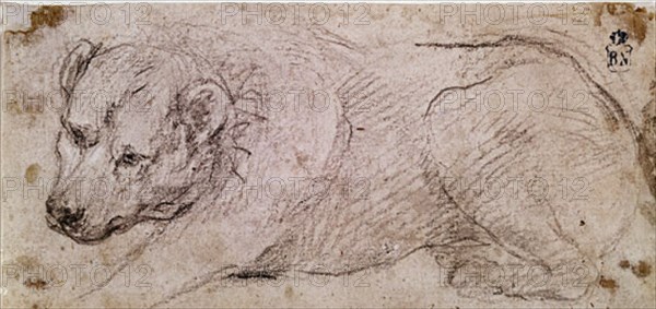 Velázquez, Drawing of a lying down dog