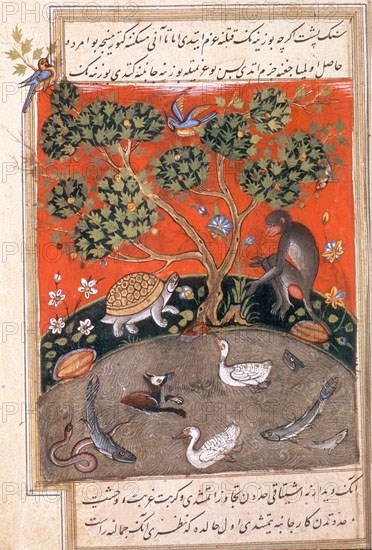 BIDPAI
LIBRO DE FABULAS DE CALILA Y DIMNA-ILUSTRACION-ANIMALES-LIT INDIA-HACIA 300 DC
ESTAMBUL, PALACIO TOPKAPI-BIBLIOTECA
TURQUIA