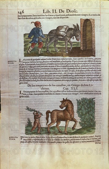 DIOSCORIDES 40/90 DC. DE MATERIA MEDICA - LIBRO MEDICO DEDICADO A FELIPE II - CAP 61 - SOBRE LOS CABALLOS Y DEMAS EQUIDOS