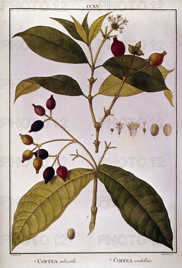 MUTIS CELESTINO 1732-1808
COFFEA (CAFE)
MADRID, JARDIN BOTANICO
MADRID