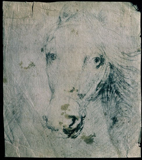 VINCI LEONARDO 1452/1519
DIBUJO-CABEZA DE CABALLO
SANTANDER, COLECCION PARTICULAR
CANTABRIA