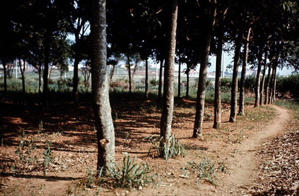 ARBOL DEL CAUCHO
NACION, EXTERIOR
BRASIL
This image is not downloadable. Contact us for the high res.