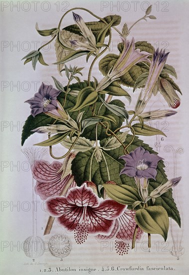 LAMINA-ABUTILON INSIGNE
MADRID, COLECCION PARTICULAR
MADRID
This image is not downloadable. Contact us for the high res.