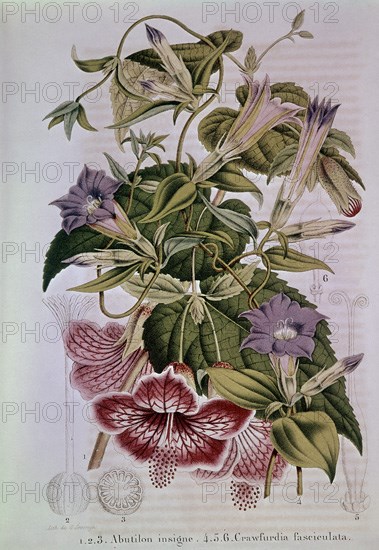 LAMINA-ABUTILON INSIGNE
MADRID, COLECCION PARTICULAR
MADRID